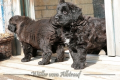 D-Wurf-Woche-7-Bild-16