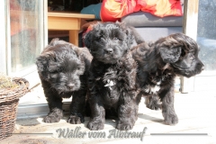 D-Wurf-Woche-7-Bild-17