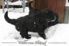 D-Wurf-Woche-7-Bild-22