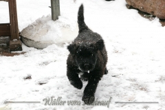 D-Wurf-Woche-7-Bild-23