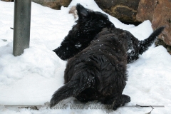 D-Wurf-Woche-7-Bild-25