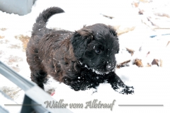D-Wurf-Woche-7-Bild-27