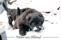 D-Wurf-Woche-7-Bild-28