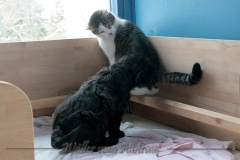 D-Wurf-Woche-7-Bild-4