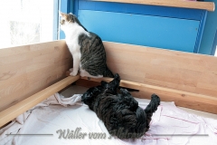 D-Wurf-Woche-7-Bild-5
