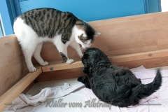 D-Wurf-Woche-7-Bild-6