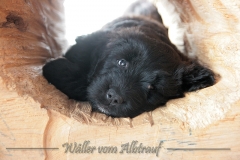 D-Wurf-Woche-7-Bild-8