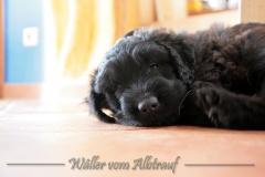 D-Wurf-Woche-7-Bild-9