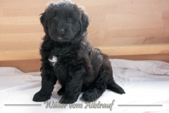 D-Wurf-Woche-7-Donna-Lola