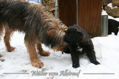 D-Wurf-Woche-7-Duke-mit-Batu