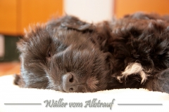 D-Wurf-Woche-7-Duke