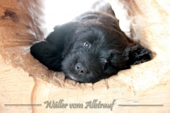 D-Wurf-Woche-7-Lola-im-Baumstamm