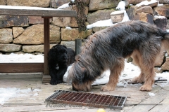 D-Wurf-Woche-7-Bild-1