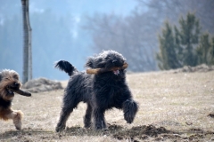 D-Wurf-Woche-7-Bild-13