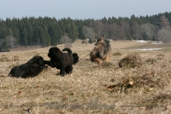 D-Wurf-Woche-7-Bild-8