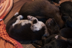 MG_3653-Kopie