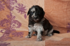 fünferle