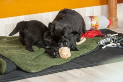 MG_4564-Kopie