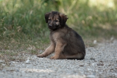 MG_5448-Kopie