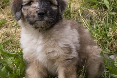 Fee