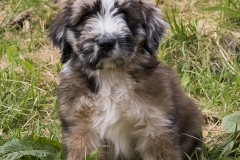 filou