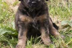floyd