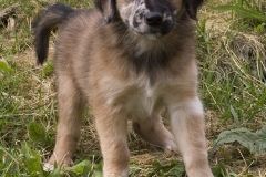 fritzi
