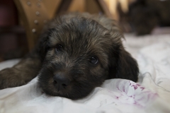 3I1A2341-Kopie